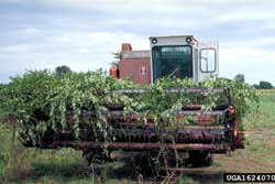 morning glory stems caught in tractor