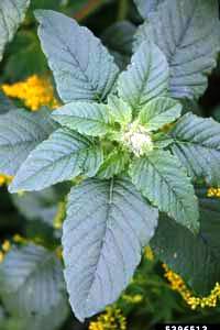 pigweed leaves