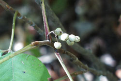 poison ivy berries