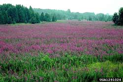 purple loosestrife infestation