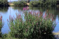 purple loosestrife plant