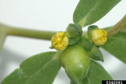 purslane flower up close