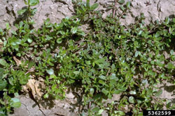 purslane plant