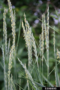 quackgrass flower