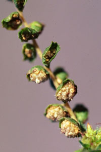 ragweed flower up close