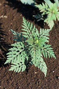 ragweed seedling