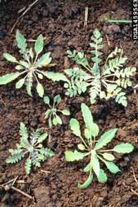 shepherds purse rosette of leaves