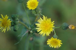 sowthistle