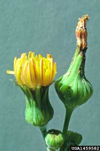 sowthistle flower