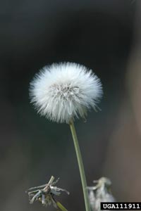 sowthistle puffball of seeds