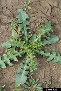 sowthistle rosettle of leaves