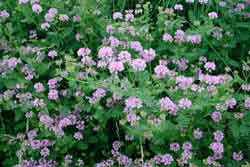 crown vetch plant