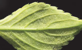 Symptoms of IDM on a leaf