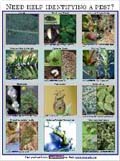 Pest ID Poster