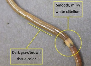 Crazy Worm Identification-clitellum