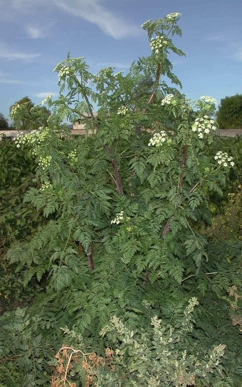 Poison hemlock plant