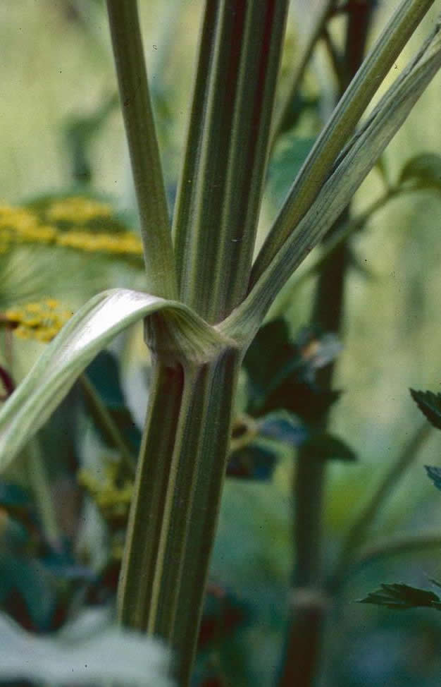 Wild parnsip stem