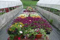 greenhouse flowers