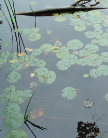 pond lilies