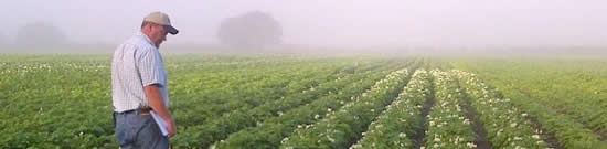 image of potato field