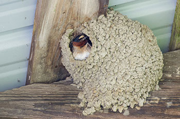 Swallow in mud nest