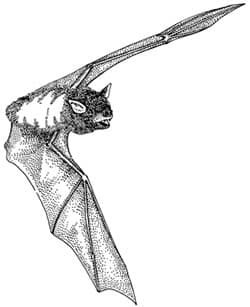 Flying Bat