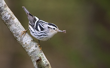 Black and White Warbler