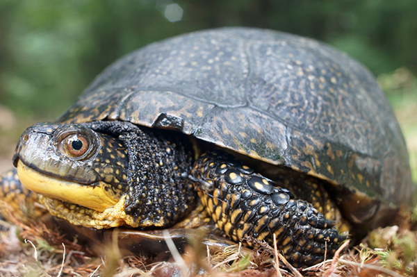 Blanding's Turtle