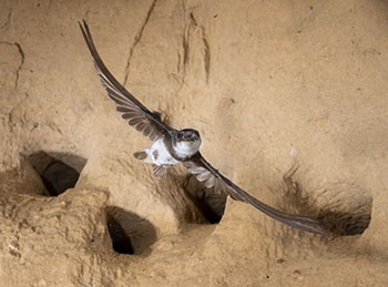 Flyying Bank Swallow