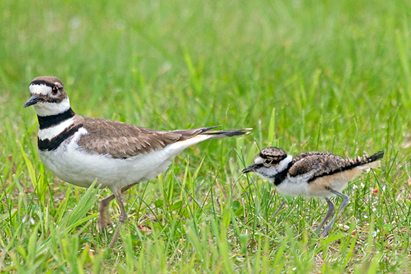 Plovers