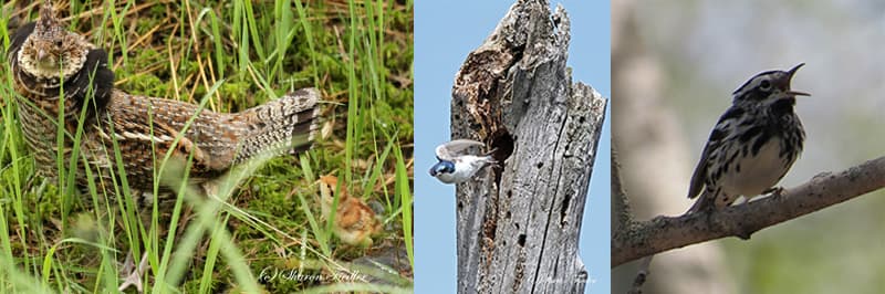 Ruffed Grouse with chick