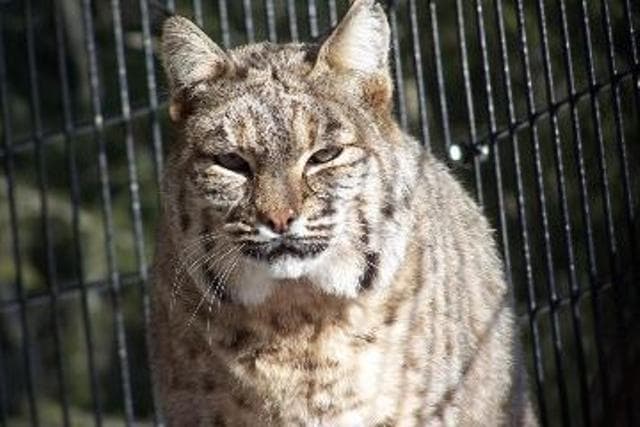 Bobcat