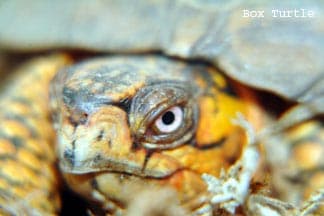 Box Turtle