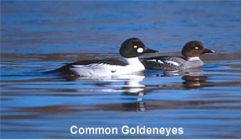 Common Goldeneyes