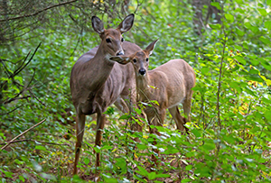 two deer in forest