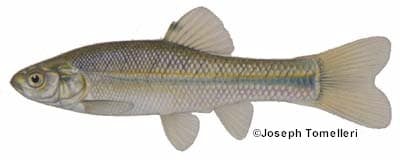 Fat Head Minnow (female)