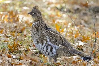 Female Ruffed Grouse