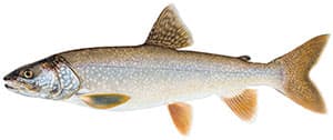 Lake Trout