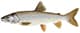 Togue (Lake Trout)