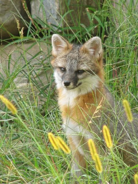 Gray Fox