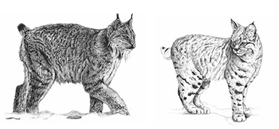 Lynx and Bobcat