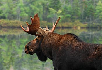 Bull moose