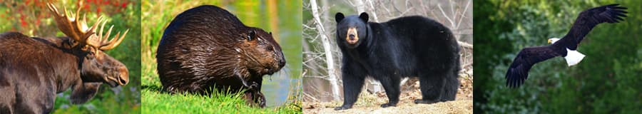 Wildlife in Maine