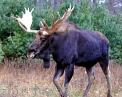 Moose