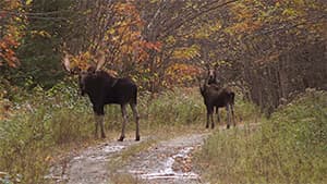 Moose in fall