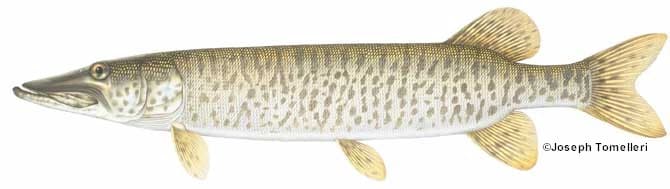 Muskellunge