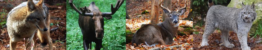 Animals of the Park