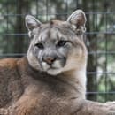 Cougar