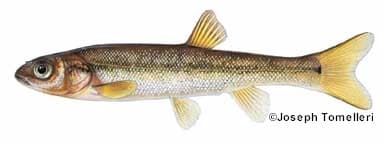 Pearl Dace