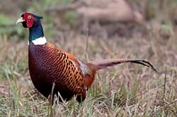 Pheasant in a field